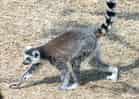 動物図鑑・ワオキツネザルの写真 20